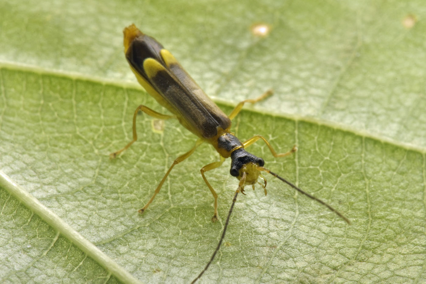 Cantharidae:  Malthinus flaveolus m & f ? S